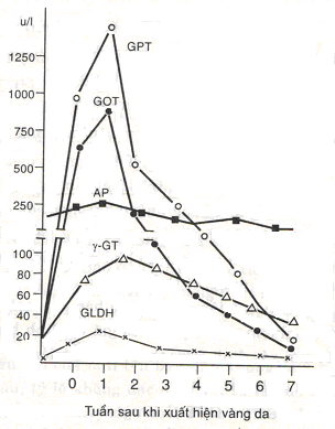 Hoạt độ các enzym trong viêm gan virus cấp.bmp